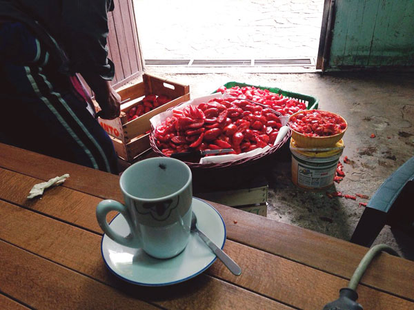 fare-salsa-di-pomodori-in-casa